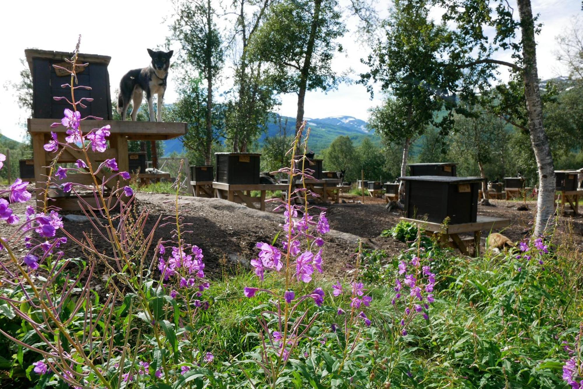 Bardu Huskylodge Екстер'єр фото