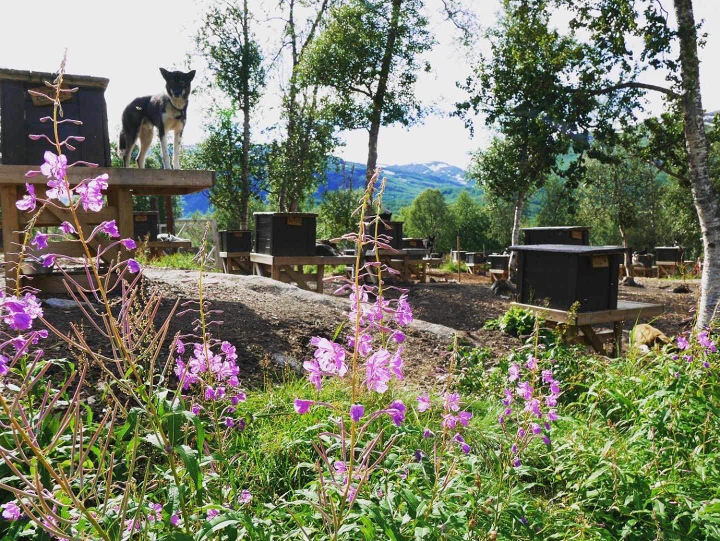 Bardu Huskylodge Екстер'єр фото